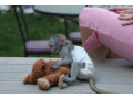 maimuta-capucina-disponibila-pentru-optiune-small-0