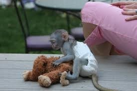 splendide-maimute-capucine-pentru-relocare-big-0