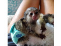 frumoase-maimute-marmoset-care-au-nevoie-de-o-casa-noua-small-0