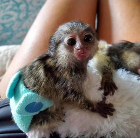 frumoase-maimute-marmoset-care-au-nevoie-de-o-casa-noua-big-0
