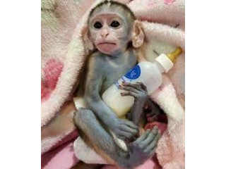 Maimuțe superbe gata de adopție