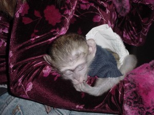 frumoasa-maimuta-capucina-pentru-adoptie-big-0
