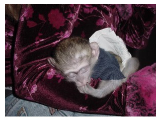 Maimuță Capucină crescută la domiciliu pentru adopție