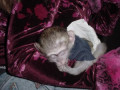 frumoasa-maimuta-capucina-pentru-adoptie-small-0