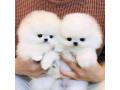 de-vanzare-catei-de-pomeranian-dulci-small-0