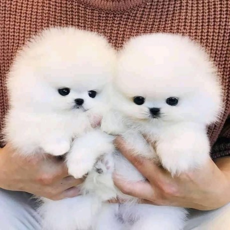 de-vanzare-catei-de-pomeranian-dulci-big-0