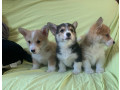 pembroke-welsh-corgi-puppies-small-0