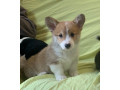 pembroke-welsh-corgi-puppies-small-2