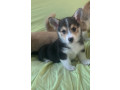 pembroke-welsh-corgi-puppies-small-1