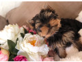 de-vanzare-catei-yorkshere-terrier-small-1