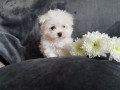 maltese-puppies-for-sale-small-2