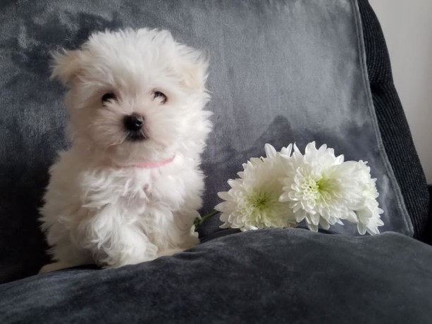 maltese-puppies-for-sale-big-1
