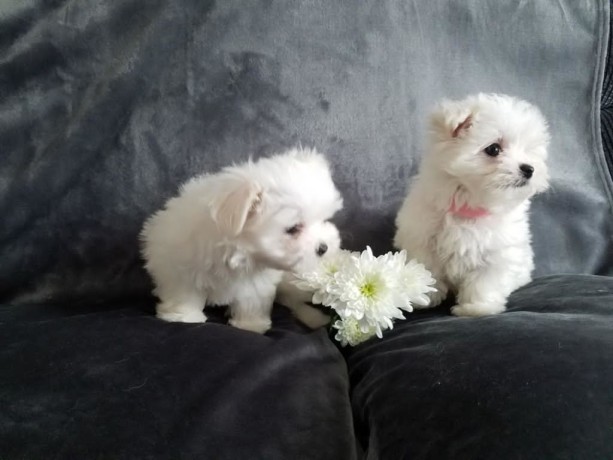 maltese-puppies-for-sale-big-0