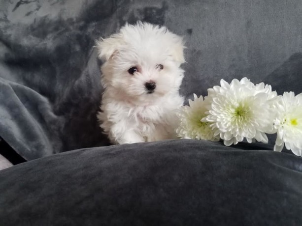 maltese-puppies-for-sale-big-2