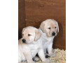 we-have-two-labrador-retriever-puppies-to-be-at-home-small-1