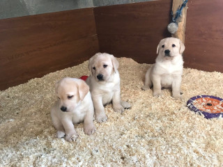 We have two Labrador Retriever puppies to be at home.