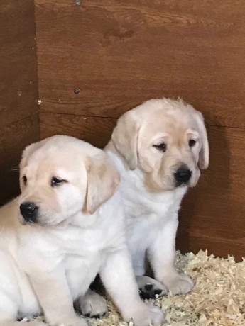 we-have-two-labrador-retriever-puppies-to-be-at-home-big-1