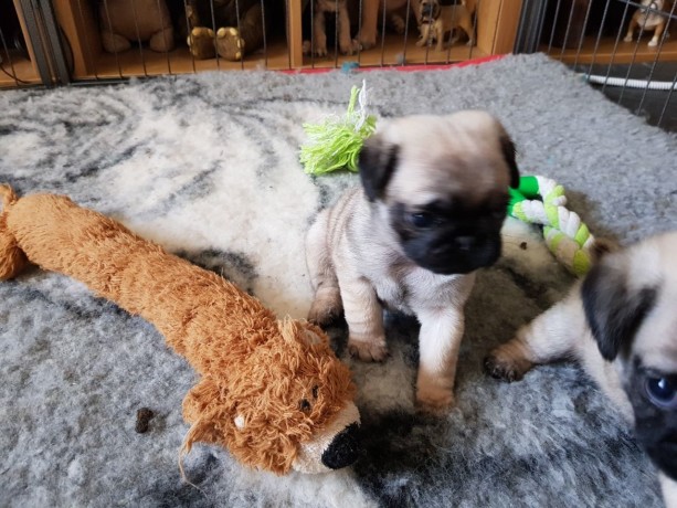 pug-pug-for-sale-big-2