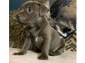 staffordshire-terrier-puppies-small-2