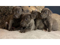 staffordshire-terrier-puppies-small-0