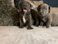 staffordshire-terrier-puppies-small-1