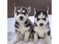 adorable-male-and-female-siberian-husky-puppies-for-sale-small-2