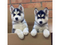 adorable-male-and-female-siberian-husky-puppies-for-sale-small-0