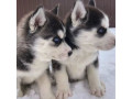 adorable-male-and-female-siberian-husky-puppies-for-sale-small-1