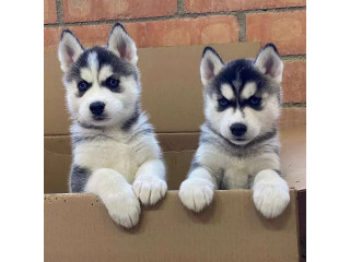 Adorable male and female Siberian Husky puppies for sale