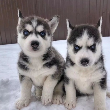 adorable-male-and-female-siberian-husky-puppies-for-sale-big-2