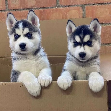 adorable-male-and-female-siberian-husky-puppies-for-sale-big-0
