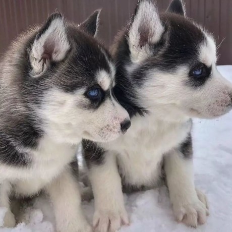 adorable-male-and-female-siberian-husky-puppies-for-sale-big-1