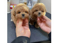 maltipoo-puppies-for-sale-small-0