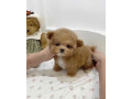 maltipoo-puppies-for-sale-small-1