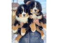 beautiful-bernese-mountain-puppies-small-0