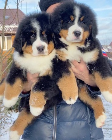 beautiful-bernese-mountain-puppies-big-0