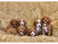 healthy-cavapoo-puppies-small-0