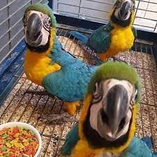 macaw-albastru-si-auriu-acum-disponibil-big-0