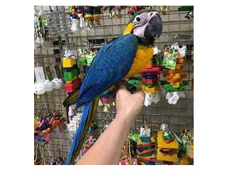 Macaw albastru și auriu de vânzare