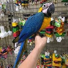 macaw-albastru-si-auriu-de-vanzare-big-0