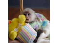 iubesc-maimutele-capucine-cu-fata-alba-de-vanzare-small-0
