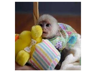 Iubesc maimuțele capucine cu față albă de vânzare