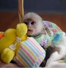 iubesc-maimutele-capucine-cu-fata-alba-de-vanzare-big-0