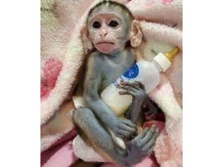 Maimute capucine de calitate pentru adoptie