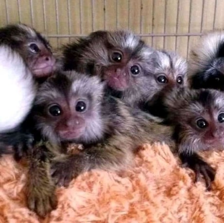 maimute-marmoset-crescute-acasa-de-vanzare-big-0