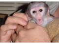 superbe-maimute-capucine-acum-disponibile-small-0
