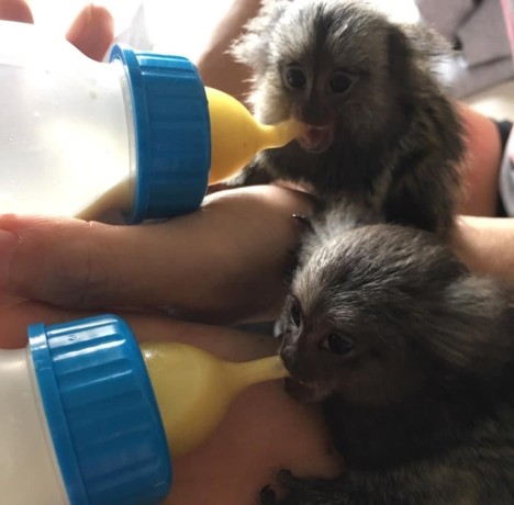 superba-maimuta-marmoset-pentru-adoptie-big-0