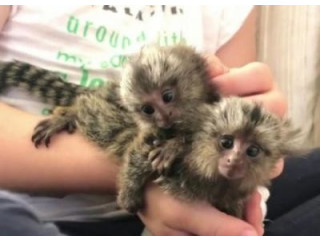 Maimuțe marmoset îmblânzite de vânzare