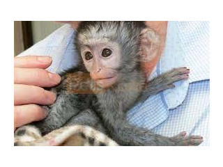 Superbe maimuțe capucin pentru o casă de îngrijire
