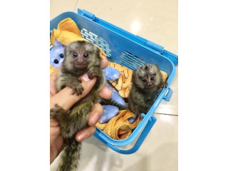 Maimuțe marmoset afectuoase de vânzare